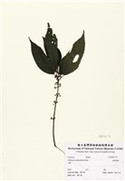 藏品(長梗紫麻)的圖片